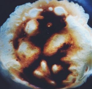 11911789_10205875821832241_1156011974_n